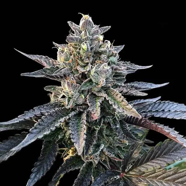 Chocolope-Feminized-Cannabis-Seeds-.jpg