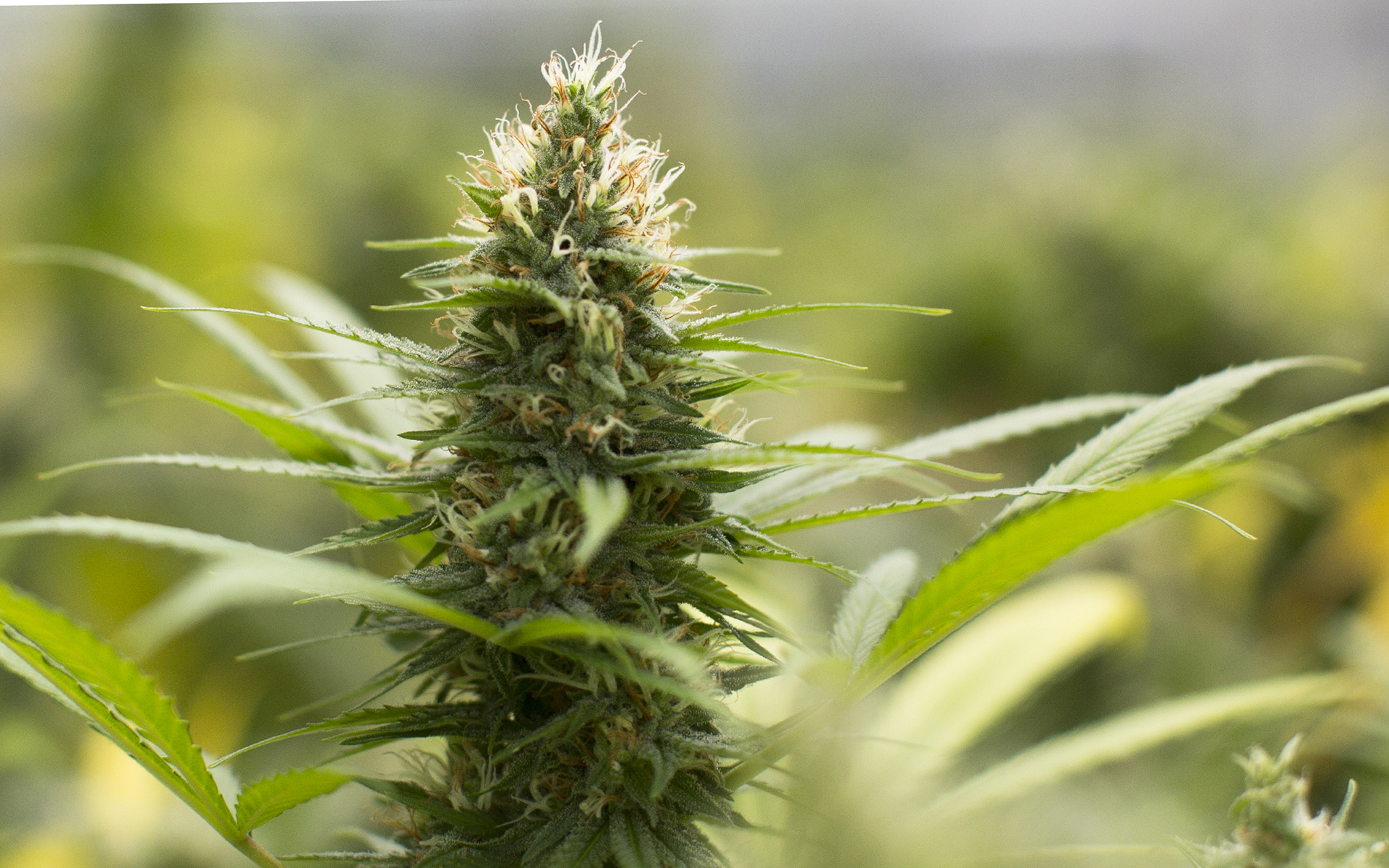How To Grow Jack Herer Cannabis Seeds