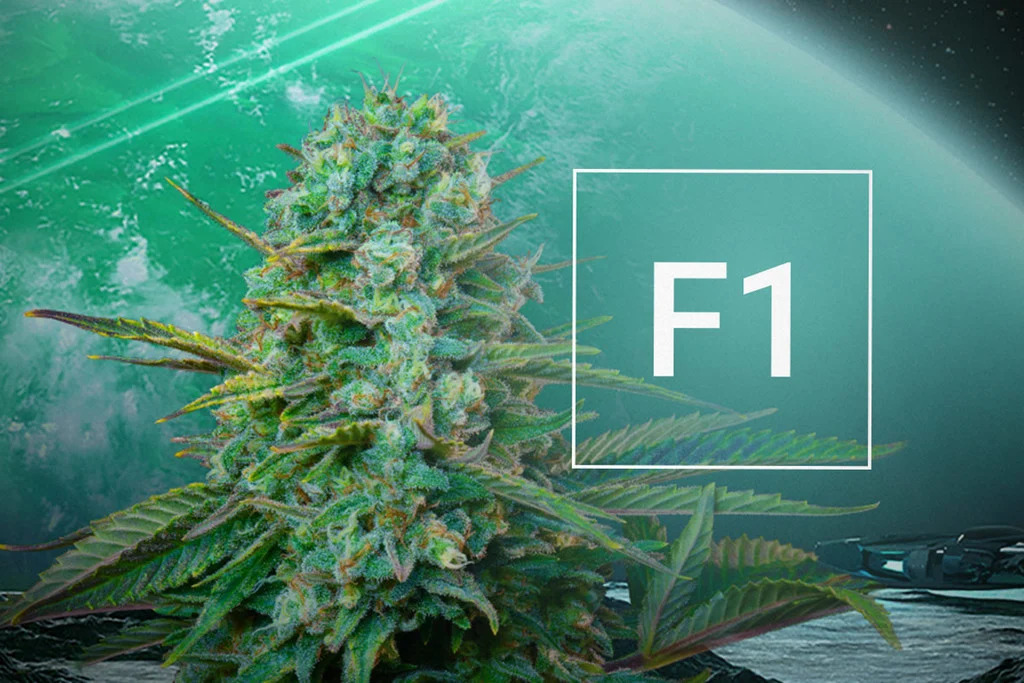 What Are F1 Hybrid Seeds